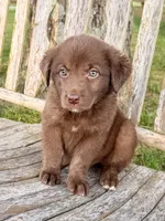 Rider -  Aussiedor, a male Australian Shepherd and Labrador Retriever for sale in Greers Ferry, AR – 5 of 10