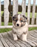 Fancy, a female Australian Shepherd for sale in Greers Ferry, AR – 5 of 10