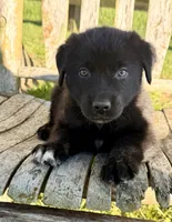 Rocky - Aussiedor, a male Australian Shepherd and Labrador Retriever for sale in Greers Ferry, AR – 2 of 10