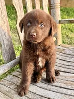 Brix -  Aussiedor, a female Australian Shepherd and Labrador Retriever for sale in Greers Ferry, AR – 9 of 10