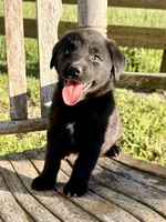 Rex -  Aussiedor, a male Australian Shepherd and Labrador Retriever for sale in Greers Ferry, AR – 2 of 10