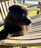 Rocky - Aussiedor, a male Australian Shepherd and Labrador Retriever for sale in Greers Ferry, AR – 6 of 10