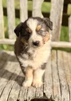 Garth, a male Australian Shepherd for sale in Greers Ferry, AR – 2 of 10