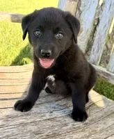 Rex -  Aussiedor, a male Australian Shepherd and Labrador Retriever for sale in Greers Ferry, AR – 1 of 10