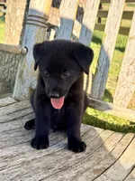 Rex -  Aussiedor, a male Australian Shepherd and Labrador Retriever for sale in Greers Ferry, AR – 8 of 10
