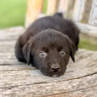 Bella -  Aussiedor, a female Australian Shepherd and Labrador Retriever for sale in Greers Ferry, AR – 4 of 10