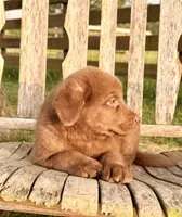 River -  Aussiedor, a male Australian Shepherd and Labrador Retriever for sale in Greers Ferry, AR – 9 of 10