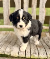 Ella, a female Australian Shepherd for sale in Greers Ferry, AR – 2 of 10
