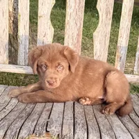 River -  Aussiedor, a male Australian Shepherd and Labrador Retriever for sale in Greers Ferry, AR – 4 of 10