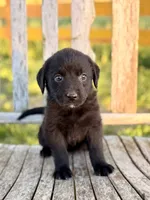 Bella -  Aussiedor, a female Australian Shepherd and Labrador Retriever for sale in Greers Ferry, AR – 3 of 10