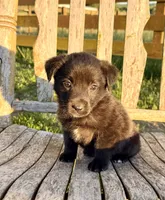 Baby -  Aussiedor, a female Australian Shepherd and Labrador Retriever for sale in Greers Ferry, AR – 7 of 10