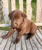 Brix -  Aussiedor, a female Australian Shepherd and Labrador Retriever for sale in Greers Ferry, AR – 7 of 10