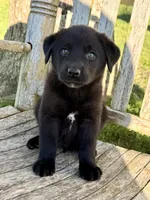 Rex -  Aussiedor, a male Australian Shepherd and Labrador Retriever for sale in Greers Ferry, AR – 5 of 10