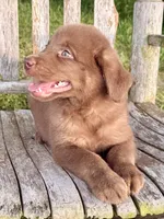 River -  Aussiedor, a male Australian Shepherd and Labrador Retriever for sale in Greers Ferry, AR – 2 of 10