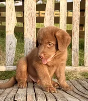 River -  Aussiedor, a male Australian Shepherd and Labrador Retriever for sale in Greers Ferry, AR – 3 of 10
