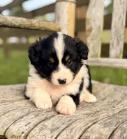Ella, a female Australian Shepherd for sale in Greers Ferry, AR – 4 of 10