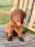 Brea -  Aussiedor, a female Australian Shepherd and Labrador Retriever for sale in Greers Ferry, AR – 6 of 10