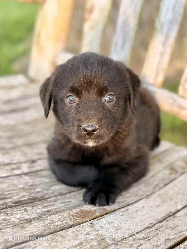 Bella -  Aussiedor – Australian Shepherd, Labrador Retriever puppy for sale in Greers Ferry, AR