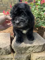 Green Collar Boy, a male Saint Berdoodle for sale in Quinton, OK – 7 of 10