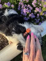 Orange Collar Boy, a male Saint Berdoodle for sale in Quinton, OK – 4 of 10