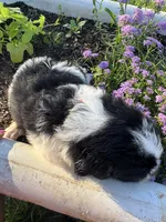 Orange Collar Boy, a male Saint Berdoodle for sale in Quinton, OK – 9 of 10