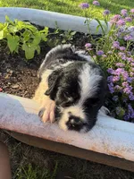 Orange Collar Boy, a male Saint Berdoodle for sale in Quinton, OK – 3 of 10
