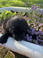 Blue Collar Boy, a male Saint Berdoodle for sale in Quinton, OK – 2 of 7