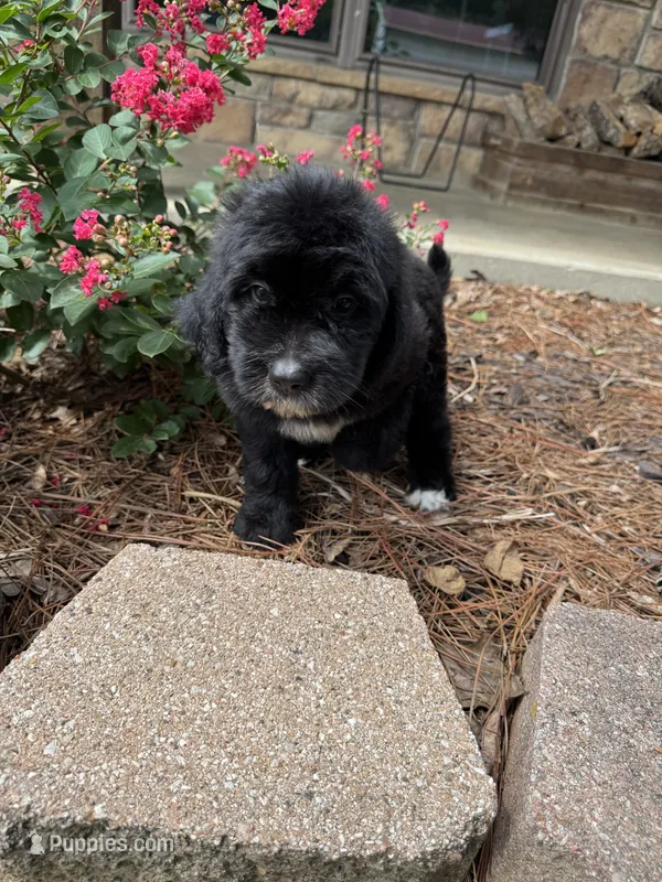 Pink Collar Girl – Saint Berdoodle puppy for sale in Quinton, OK