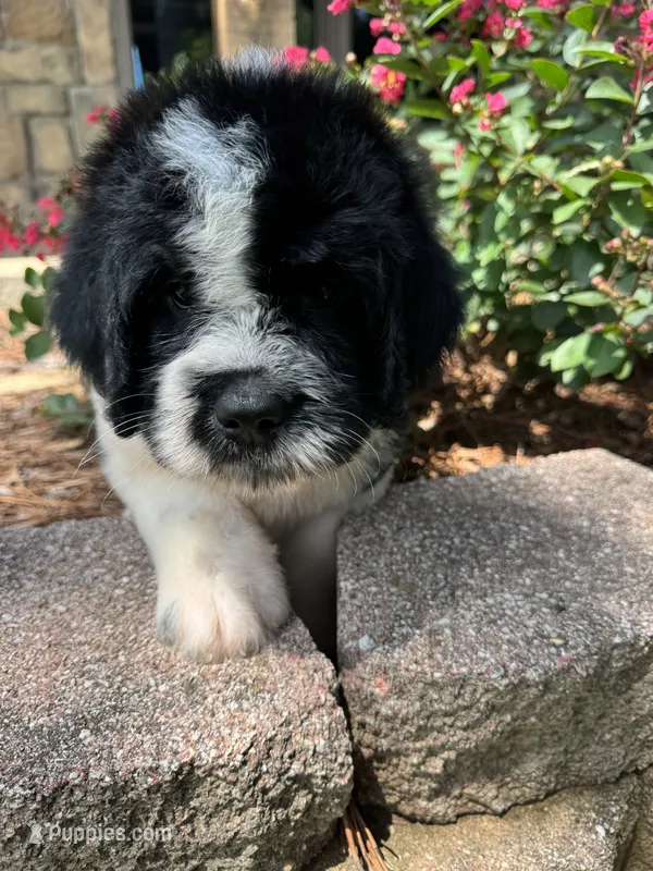 Orange Collar Boy – Saint Berdoodle puppy for sale in Quinton, OK
