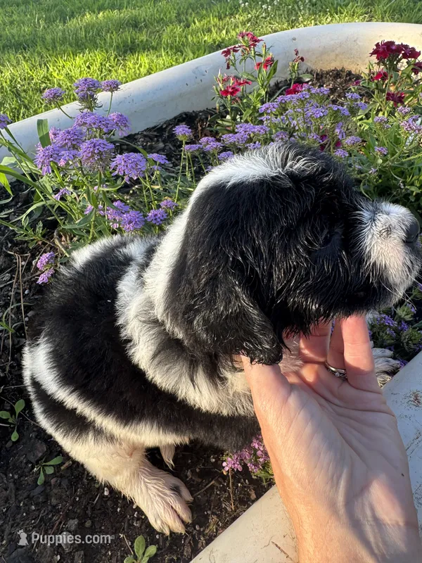 Pink Collar Girl – Saint Berdoodle puppy for sale in Quinton, OK
