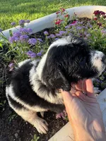 Pink Collar Girl, a female Saint Berdoodle for sale in Quinton, OK – 1 of 8