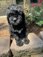 Light Blue Collar Boy, a male Saint Berdoodle for sale in Quinton, OK – 7 of 10