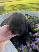 Green Collar Boy, a male Saint Berdoodle for sale in Quinton, OK – 6 of 7