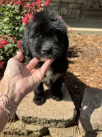 Yellow Collar Girl, a female Saint Berdoodle for sale in Quinton, OK – 2 of 8