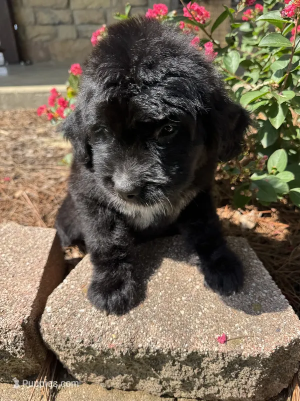 Yellow Collar Girl – Saint Berdoodle puppy for sale in Quinton, OK