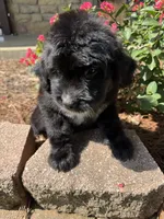 Yellow Collar Girl, a female Saint Berdoodle for sale in Quinton, OK – 1 of 8