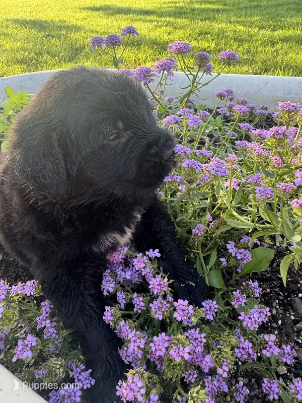 Green Collar Boy – Saint Berdoodle puppy for sale in Quinton, OK