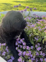 Green Collar Boy, a male Saint Berdoodle for sale in Quinton, OK – 1 of 7