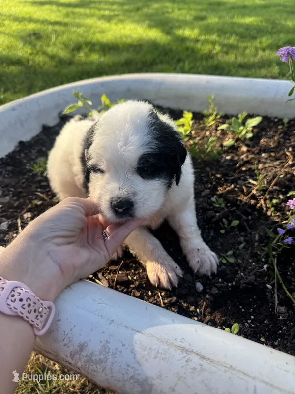 Red Boy  – Saint Berdoodle puppy for sale in Quinton, OK