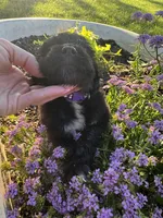 Purple Collar Girl, a female Saint Berdoodle for sale in Quinton, OK – 3 of 7
