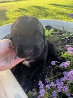 Green Collar Boy, a male Saint Berdoodle for sale in Quinton, OK – 2 of 7