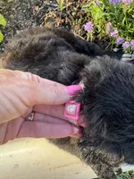 Pink Collar Girl, a female Saint Berdoodle for sale in Quinton, OK – 3 of 5