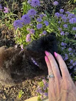 Purple Collar Girl, a female Saint Berdoodle for sale in Quinton, OK – 6 of 7