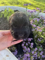 Green Collar Boy, a male Saint Berdoodle for sale in Quinton, OK – 4 of 7