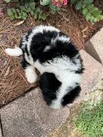 Black Collar Boy , a male Saint Berdoodle for sale in Quinton, OK – 6 of 10