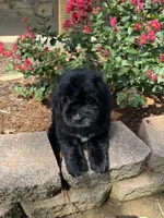 Green Collar Boy, a male Saint Berdoodle for sale in Quinton, OK – 10 of 10