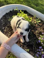 Red Boy , a male Saint Berdoodle for sale in Quinton, OK – 4 of 4