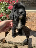 Yellow Collar Girl, a female Saint Berdoodle for sale in Quinton, OK – 3 of 8