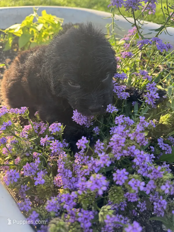 Purple Collar Girl – Saint Berdoodle puppy for sale in Quinton, OK