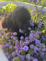 Purple Collar Girl, a female Saint Berdoodle for sale in Quinton, OK – 1 of 7